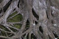 Close up of large banyan tree roots in dirt Royalty Free Stock Photo