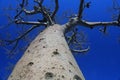 Close up of large baobab tree trunk and branches with blue sky in background at baobabs avenue, Morondava - Madagascar Royalty Free Stock Photo