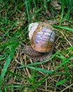 Close up of a large beautiful cute snail crawling in the green grass on a Sunny day in nature. Royalty Free Stock Photo