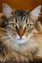 Beautiful long-haired Maine Coon cat staring forward