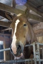 Close up of large Belgian draft horse