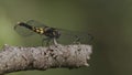 Black and yellow dragonfly taking off from branch.
