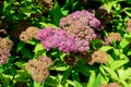 Close up of large branch with delicate pink flowers of Spiraea nipponica genpei shrub in full bloom and a small Green June Bug, Royalty Free Stock Photo