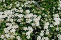 Close up of large branch with delicate white flowers of Spiraea nipponica Snowmound shrub in full bloom and a small Green June Bug Royalty Free Stock Photo