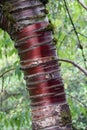 Close Up of a Large Branch of a Tibetan Cherry Tree
