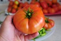 Close-up large breakfast tomato, close-up large natural field tomato