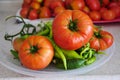 Close-up large breakfast tomato, close-up large natural field tomato