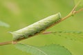 Close-up on the large bright green caterpillar of Eyed Hawk-moth, Smerinthus ocellatus, on Salix , Willow Royalty Free Stock Photo