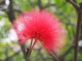 Close up of a bright pink mimosa pudica flower Royalty Free Stock Photo