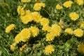 The close up of large bright yellow dandelion flowers on the green grass. Bright spring summer sunshine. Royalty Free Stock Photo