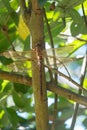 Close-up of a large brown dragonfly hanging from a branch Royalty Free Stock Photo