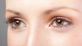Close-up big brown female eyes with eyelashes Royalty Free Stock Photo
