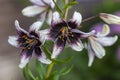 Close-up of large buds of garden lily of purple-white color Royalty Free Stock Photo