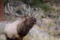 Close up large bull elk bugling and standing on a hillside in tall grass Royalty Free Stock Photo