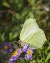 Close up Large Cabbage White butterfly on pink flowers soft gree Royalty Free Stock Photo