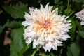 close up of a large cafe au lait dahlia flower Royalty Free Stock Photo