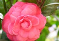 Close up of Large Camellia Japonica - Pink Wood Rose Flower with Green Leaves in Background Royalty Free Stock Photo