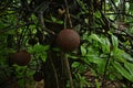 Close up of large cannonball tree fruits with fresh green leaves and branches Royalty Free Stock Photo