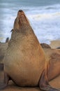 Close up of a Large Cape Fur Seal with head held high enjoying the heat of the sun