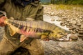 Close up of a large, Chum Salmon with a big kype in the jaw and stripes