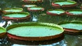 Close up of giant amazon waterlily growing in rio