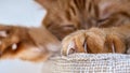 Close up of large claws visible on one of the front paws of a large orange cat sleeping on a chair Royalty Free Stock Photo