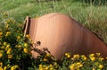 large clay jar lying in the middle of a bed of yellow small flowers Royalty Free Stock Photo