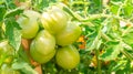 Close up of a large cluster bunch of unripe green tomatoes hanging on a vine, in a home vegetable garden, depicting farming, Royalty Free Stock Photo