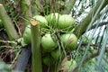 Cluster of Young Green Coconuts Royalty Free Stock Photo