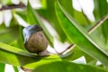 Close-Up of Large Cocoon of Butterfly between green Leaves. Royalty Free Stock Photo