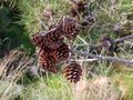 Close-up large cones on the branches of a low-growing pine tree with long needles in the mountainous region of Cyprus