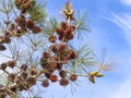 Close-up large cones on the branches of a low-growing pine tree with long needles in the mountainous region of Cyprus