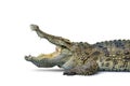 Close-up Large Crocodile open mouth