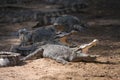 Close up of large crocodiles basking in the sun