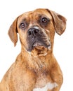 Close Up Of Large Crossbreed Dog Royalty Free Stock Photo