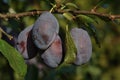 A close up of large dark blue plums of the `Stanley` variety (European prune plum) Royalty Free Stock Photo