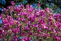 Close up of large delicate dark pink magnolia flowers blossoms on tree branches in a garden in a sunny spring day, beautiful outdo Royalty Free Stock Photo