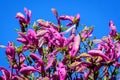 Close up of large delicate dark pink magnolia flowers blossoms on tree branches towards clear blue sky in a garden in a sunny spri Royalty Free Stock Photo