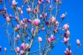 Close up of large delicate pink magnolia flowers blossoms on tree branches towards clear blue sky in a garden in a sunny spring da Royalty Free Stock Photo