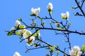 Close up of large delicate white magnolia flowers blossoms on tree branches towards clear blue sky in a garden in a sunny spring d Royalty Free Stock Photo