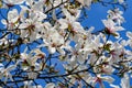 Close up of large delicate white magnolia flowers blossoms on tree branches towards clear blue sky in a garden in a sunny spring d Royalty Free Stock Photo