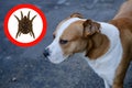 Close-up of a large dog, near a round tick hazard symbol, the concept of infestation of pets with parasites, pet care