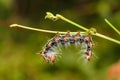 Close up of Large dragon-tailed caterpillar