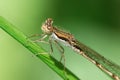 Close up of a large dragonfly Royalty Free Stock Photo