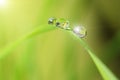 Close-up of the large drops of morning dew on a green grass with sunlight Royalty Free Stock Photo