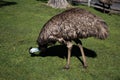 Pale blue face of large emu Royalty Free Stock Photo