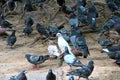 Close-up of a large flock of pigeons on the ground. Royalty Free Stock Photo
