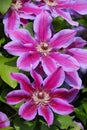 Close up of a large flowering clematis fireworks Royalty Free Stock Photo