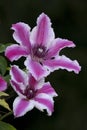 Close up of a large flowering clematis Nelly Moser