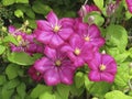 Close up of a large flowering clematis  Ville de Lyon Royalty Free Stock Photo